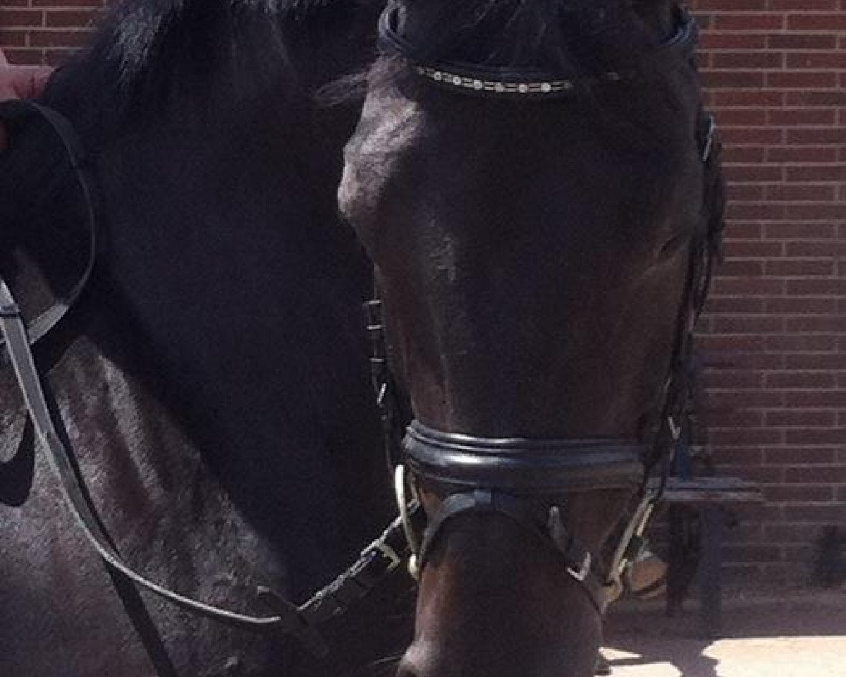 broodmare Davignons liebes Kind (Westphalian, 2000, from Davignon I)