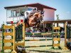 jumper Bubblegum B (Oldenburg show jumper, 2013, from Balou du Rouet)