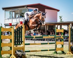 jumper Bubblegum B (Oldenburg show jumper, 2013, from Balou du Rouet)