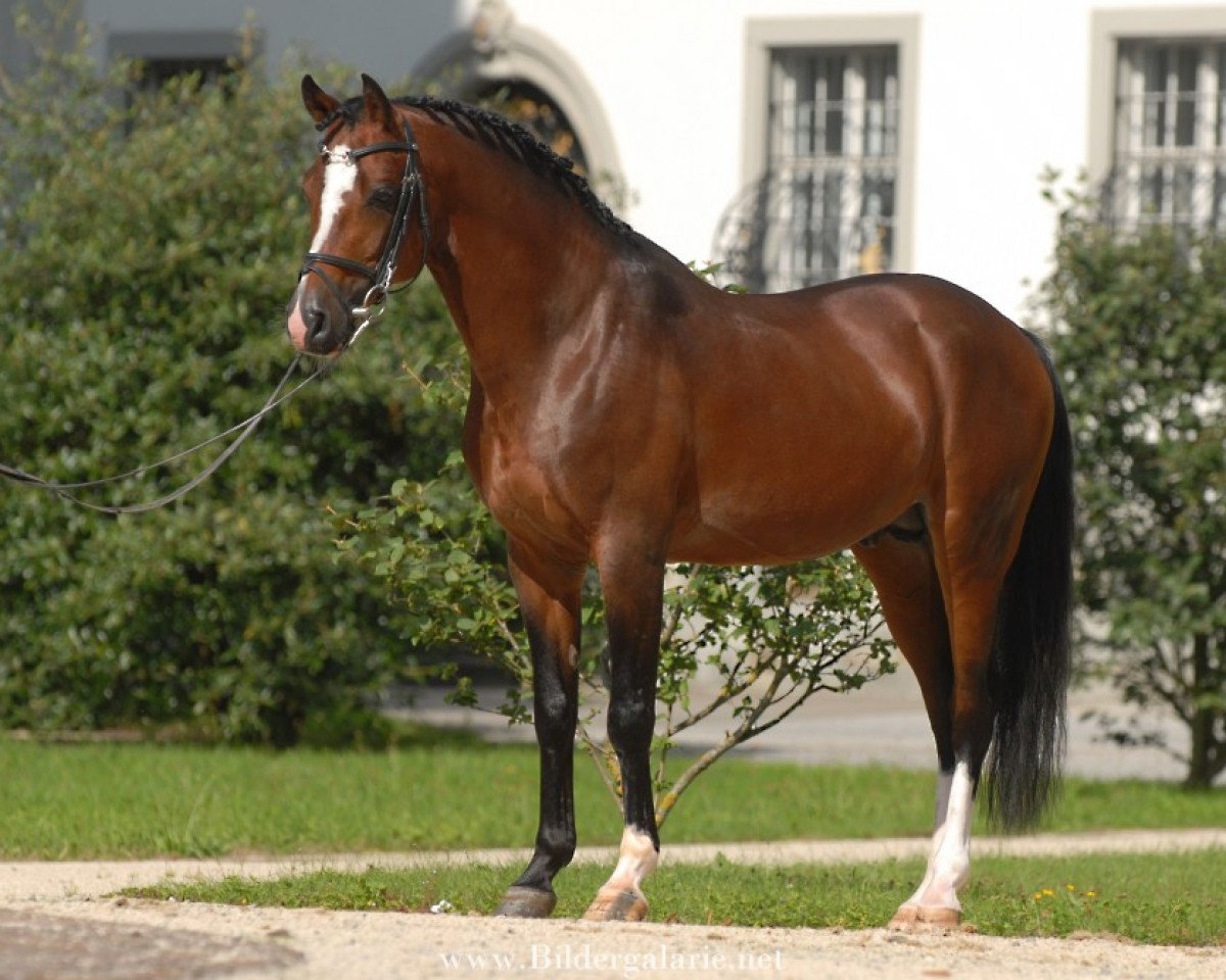 Deckhengst Lady's Wise Guy (Nederlands Welsh Ridepony, 1995, von Orchard d'Avranches)