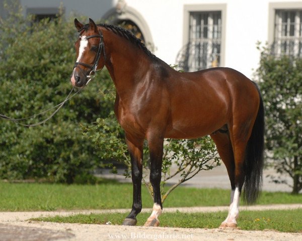 stallion Lady's Wise Guy (Nederlands Welsh Ridepony, 1995, from Orchard d'Avranches)