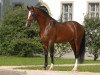 stallion Lady's Wise Guy (Nederlands Welsh Ridepony, 1995, from Orchard d'Avranches)