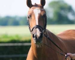 broodmare Loesarie (German Riding Pony, 1992, from Vita Nova's Golden Boris)