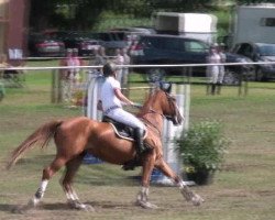 broodmare Colored Lady (Oldenburg, 2003, from Couleur Rubin)