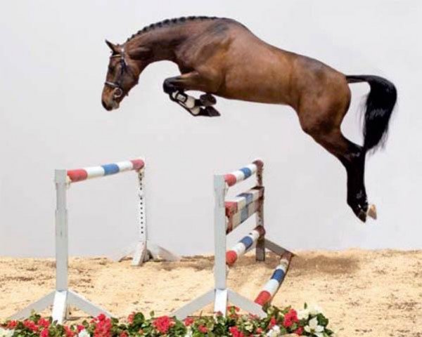 stallion Quarz Ask (Holsteiner, 2006, from Quintero)