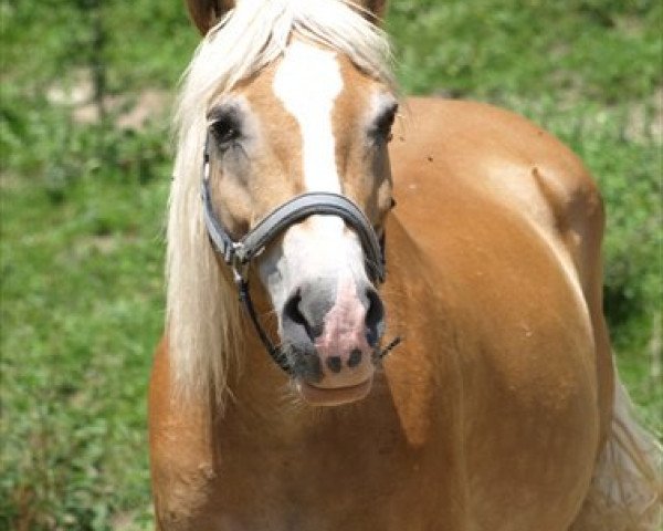 horse Dixi (Haflinger, 1994, from Soecking (18,75% ox))