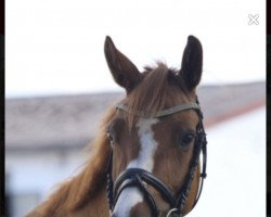 broodmare Hawaii 32 (German Riding Pony, 2014, from Dornik B)