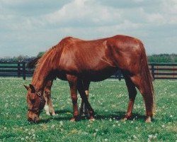 broodmare Allegretta xx (Thoroughbred, 1978, from Lombard xx)