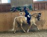 dressage horse Golden East 3 (German Riding Pony, 2014, from Golden State 2)