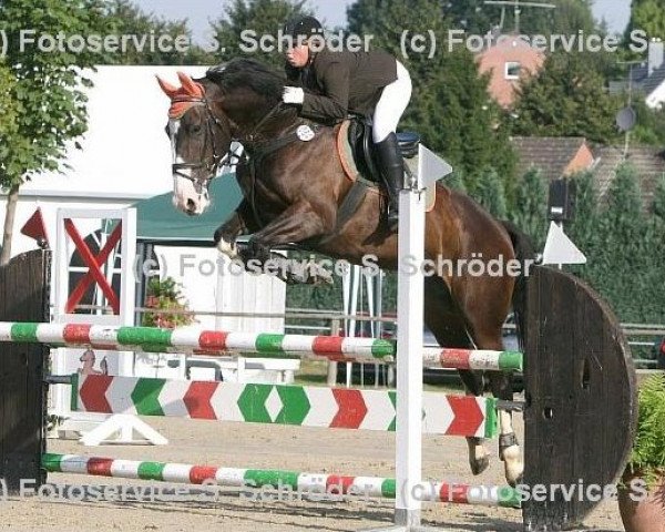 Springpferd Cassy (Holsteiner, 2004, von Casall)