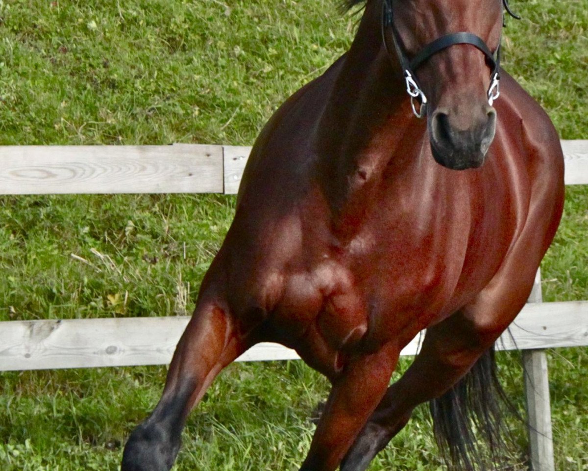 horse Contana (Brandenburg, 2001, from Convoi)