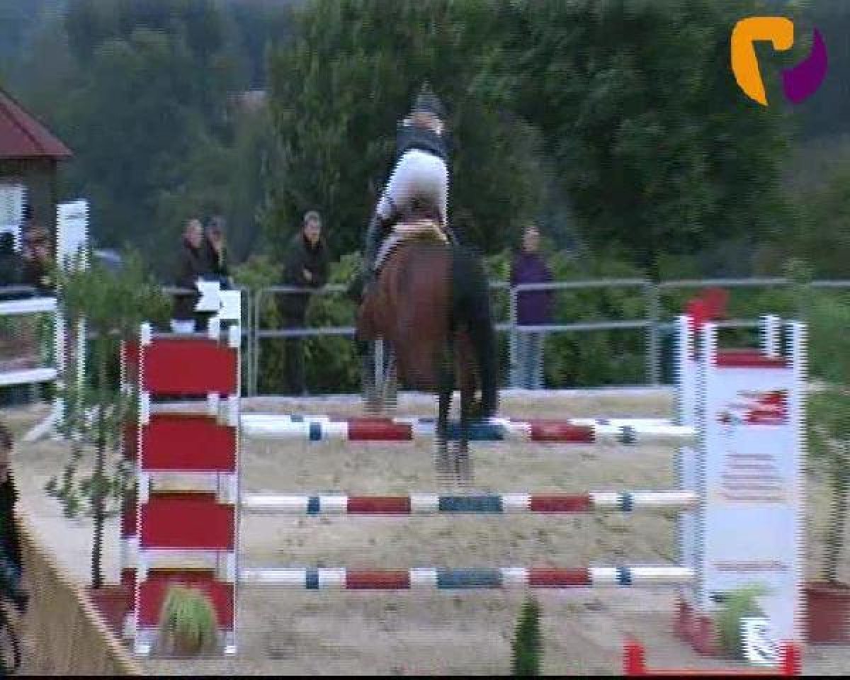 Zuchtstute Dija 3 (Hannoveraner, 2005, von Drosselklang II)
