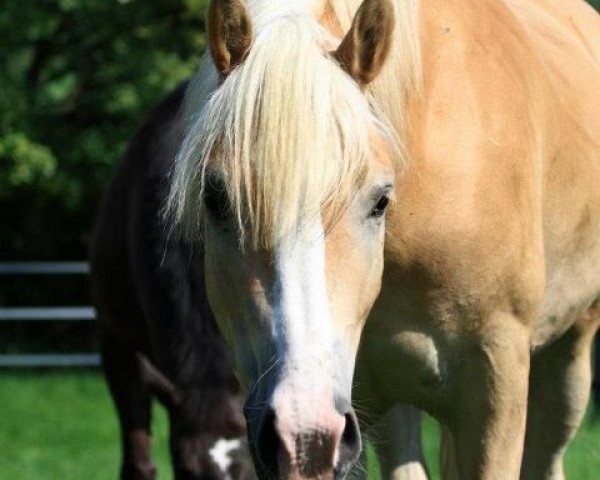 horse Winnie The One And Only (Haflinger, 2008, from Wunderknabe)