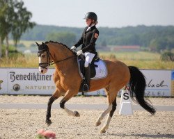 stallion Capri Au Lait (German Riding Pony, 2012, from FS Champion de Luxe)