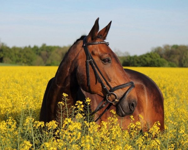 Pferd Don Arato C (Württemberger, 1994, von Don Rico)