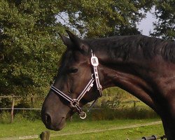 stallion Rembrandt Royal (Oldenburg, 2001, from Rohdiamant)