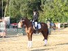 dressage horse Djona's Figaro (Hanoverian, 2002, from Don Gregory)