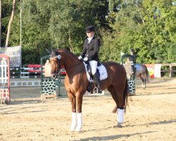 dressage horse Djona's Figaro (Hanoverian, 2002, from Don Gregory)