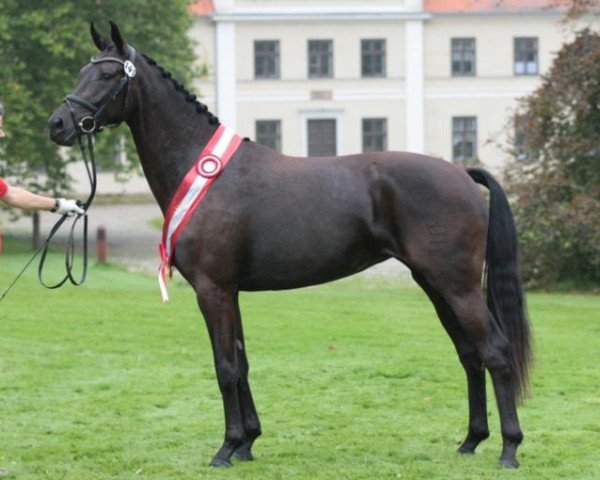 Dressurpferd Minaia (Dänisches Warmblut, 2008, von Stedinger)