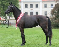 dressage horse Minaia (Danish Warmblood, 2008, from Stedinger)