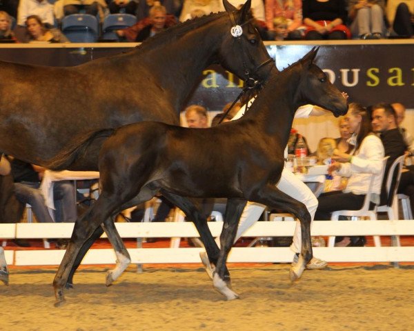 Pferd Atterupgaards Jazzper (Dänisches Warmblut, 2012, von Jazz)