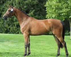 Zuchtstute Hot Cherie P (Dänisches Warmblut, 2009, von Chico's Boy)