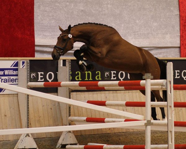 jumper Cordia III (Danish Warmblood, 2009, from Diamant de Semilly)