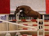 jumper Cordia III (Danish Warmblood, 2009, from Diamant de Semilly)