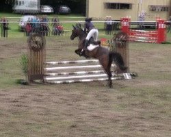 jumper Gracie 34 (German Warmblood, 1996, from Ganelun)