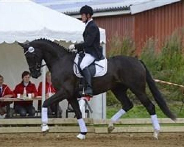 dressage horse Tirana (Danish Warmblood, 2009, from Tailormade Temptation)