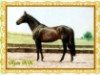 stallion Ajan xx (Thoroughbred, 1982, from Gidron xx)