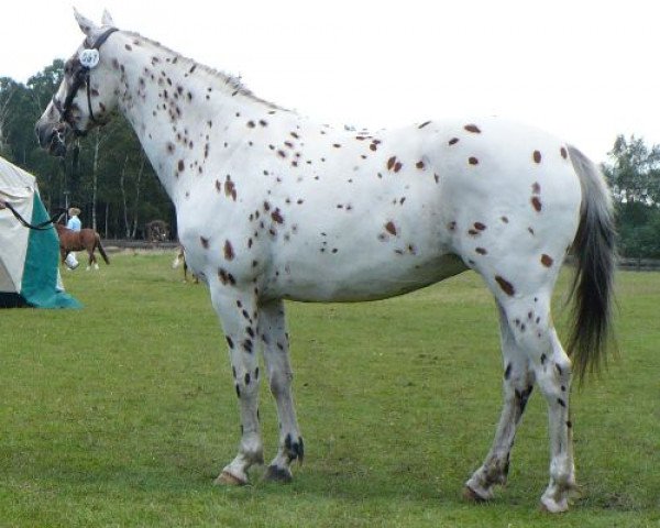 broodmare Quaint Schiwa von Kobold (Knabstrupper, 2002, from Don Ibrahim)