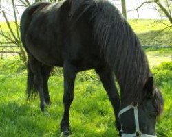 broodmare Norika (German Warmblood, 1991, from Scout)