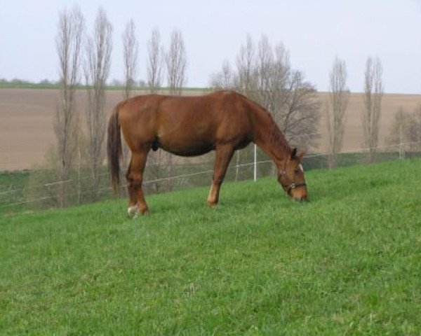 horse Roxo (German Warmblood, 1994, from Raminus)