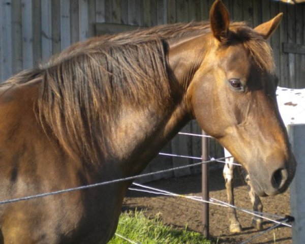 broodmare Quaint Samba von Kobold (Knabstrupper, 1995, from Amor von Kobold)