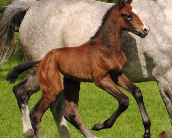 jumper Coen (Hanoverian, 2012, from Catoki)