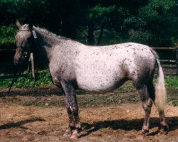 Zuchtstute Carolina of Mountain (Knabstrupper, 1980, von Max af Højmark)