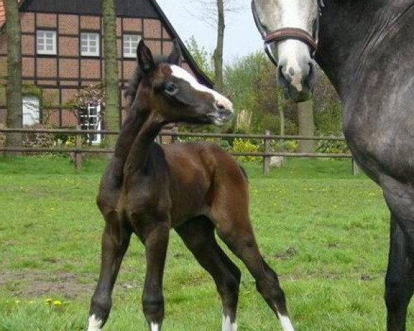 jumper Casco PJ (Hanoverian, 2008, from Cassus 2)