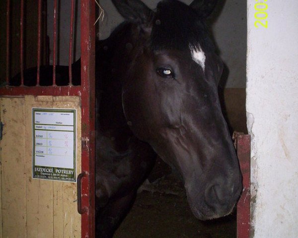 horse Lady-Like 4 (Oldenburg, 1998, from Lord Lorenzo)