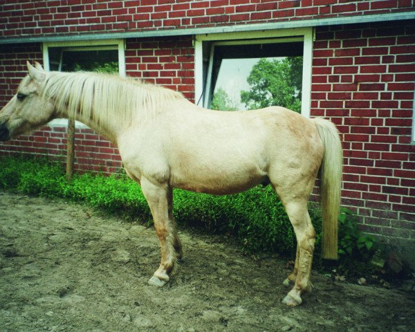 Pferd Maisy (Deutsches Reitpony, 1978, von Marty)