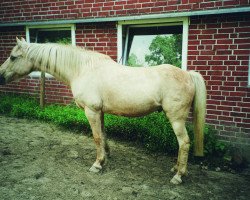 horse Maisy (German Riding Pony, 1978, from Marty)