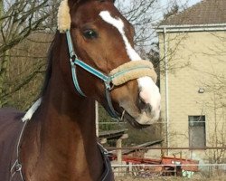 dressage horse Rockland W (Westphalian, 1999, from Rockwell)