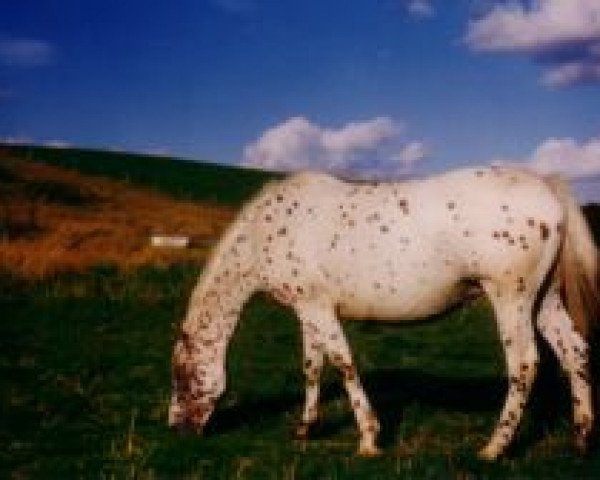 broodmare Rughavens Rødhætte (Knabstrupper, 1985, from Poco Mejor Af Silver)