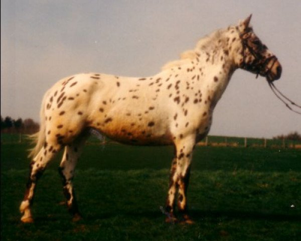 broodmare Cirkeline von Kobold (Knabstrupper, 1986, from Don Ibrahim)