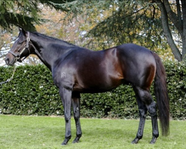 stallion He's Remarkable xx (Thoroughbred, 2007, from Pentire xx)