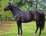 stallion Pentire xx (Thoroughbred, 1992, from Be My Guest xx)