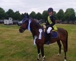 jumper Nimton (German Riding Pony, 2006, from Nibelungenheld)