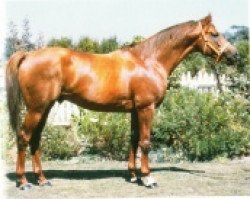 stallion Sir Godfrey xx (Thoroughbred, 1975, from Riverman xx)