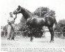 stallion Alonzo xx (Thoroughbred, 1943, from Mid-day Sun xx)