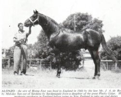 stallion Alonzo xx (Thoroughbred, 1943, from Mid-day Sun xx)